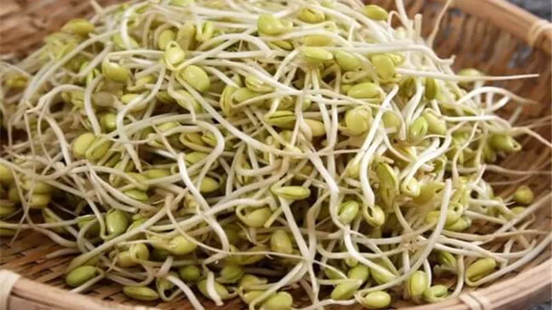 تعرف على فوائد الحلبة الخضراء المنبتة وطريقة عملها كتسالي للعيد
