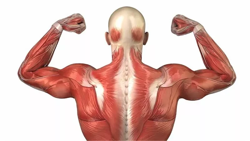 العضلات الخالية من الدهون قد تحمي من ألزهايمر .. دراسة تكشف