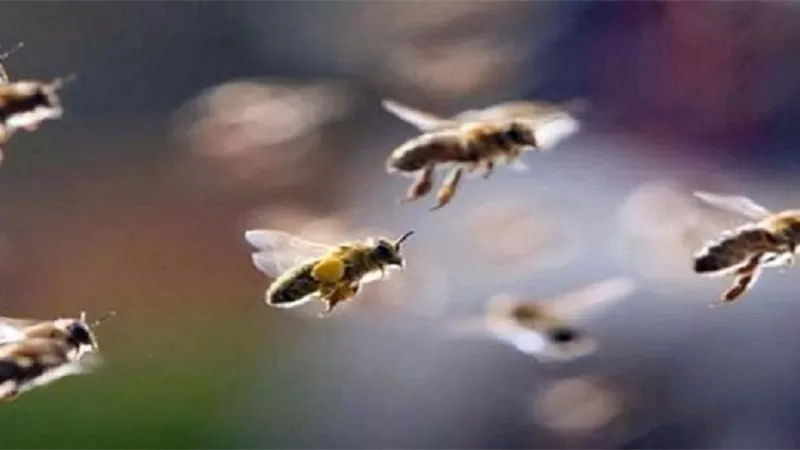 طفلان يتعرضان لهجوم سرب من النحل .. وهذا ما حدث لهما