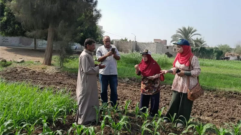 متابعة حقول محصول الذرة الشامية الصيفى ببنى سويف..صور