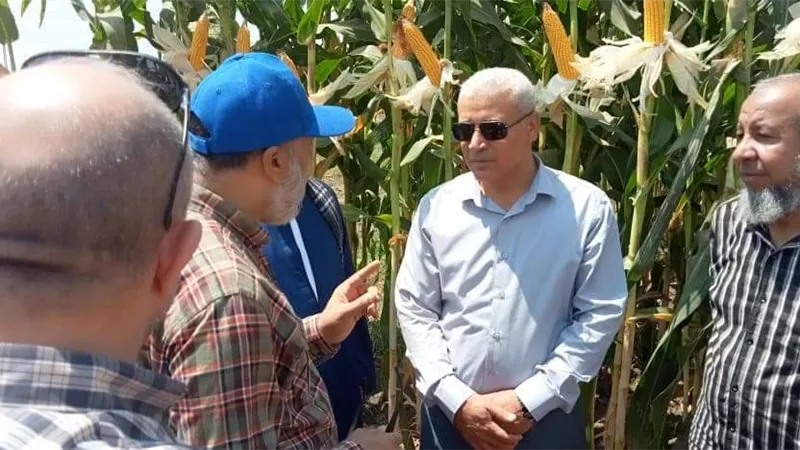 وكيل وزارة الزراعه ببنى سويف يتفقد حقول مصر الوسطى
