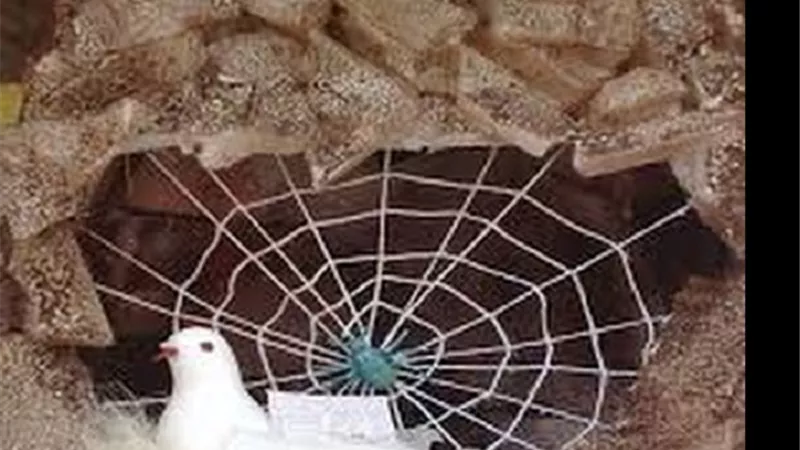 العنكبوت له قصه فى نجاة النبىﷺفى هجرته فهل يُسن قتله
