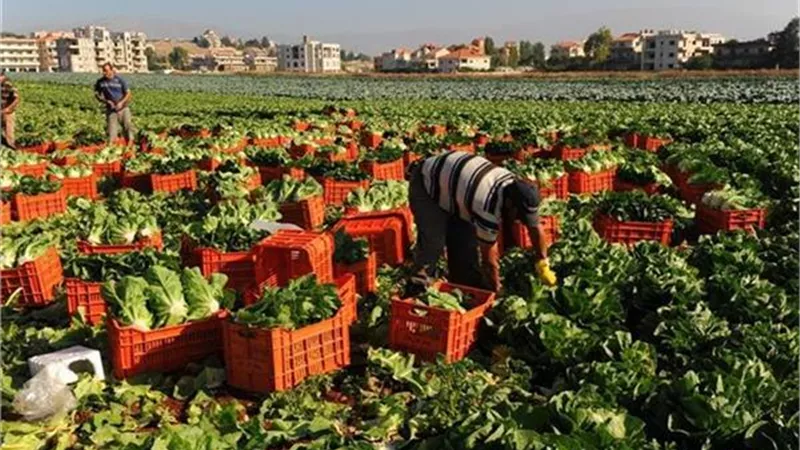 تفاصيل تأثير المنخفض الهندي على المحاصيل في مصر