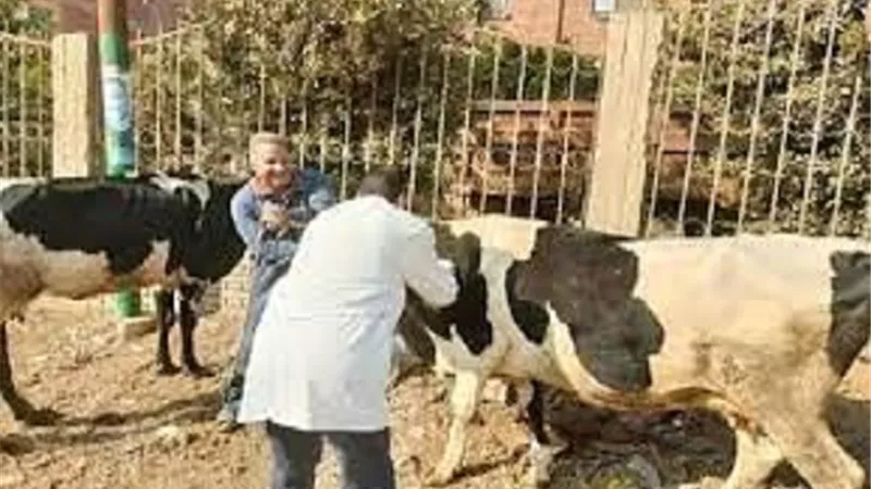 انطلاق الحملة القومية الثانية لتحصين الماشية بالفيوم