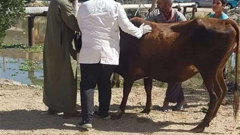 غدا..انطلاق الحملة القومية الثانية لتحصين الماشية فى الإسماعيلية