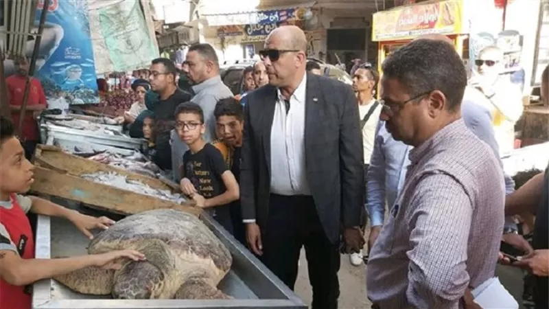 تفاصيل إنقاذ سلحفاة نادرة معروضة في أحد أسواق المطرية
