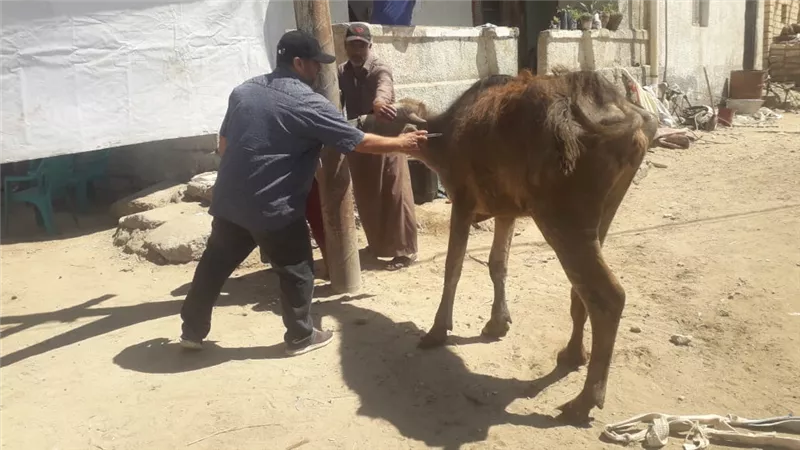 قافلة بيطرية لتحصين الماشية والدواجن في فايد بالإسماعيلية