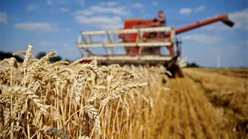 الصين: تراجع إنتاج القمح بواقع 0.9% مقارنة بالعام الماضي