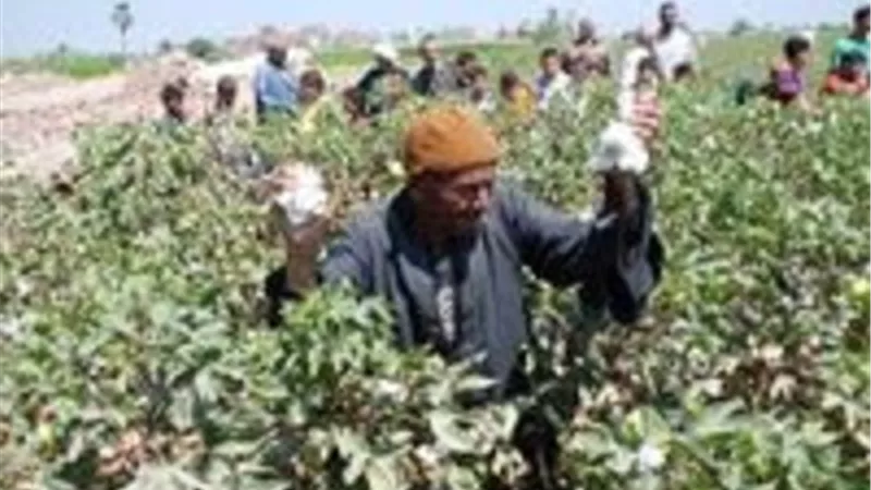 الاكتفاء الذاتي من المحاصيل الاستراتيجية.. أولوية مصرية