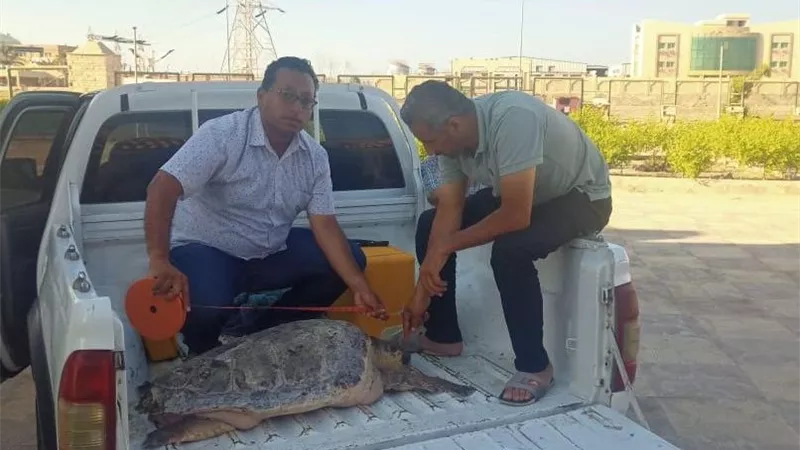 إطلاق سلحفاة المطرية لبيئتها الطبيعية