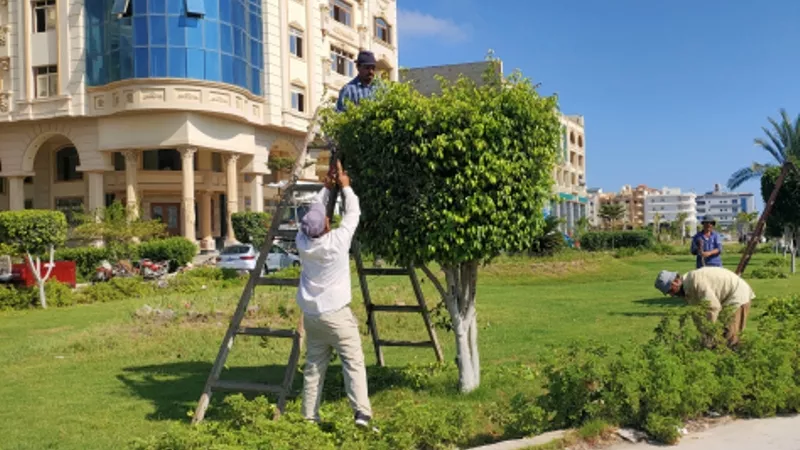 تجميل وتنسيق الحدائق والمناطق الخضراء بمدينة دمياط الجديدة