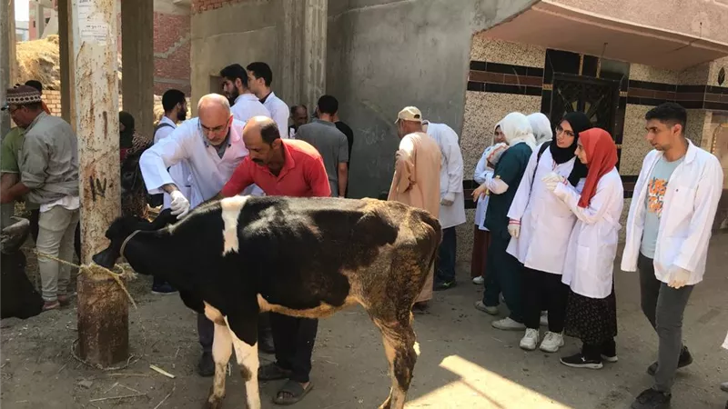 . محافظ كفر الشيخ: تحصين 59 ألف رأس ماشية ضد الحمى القلاعية