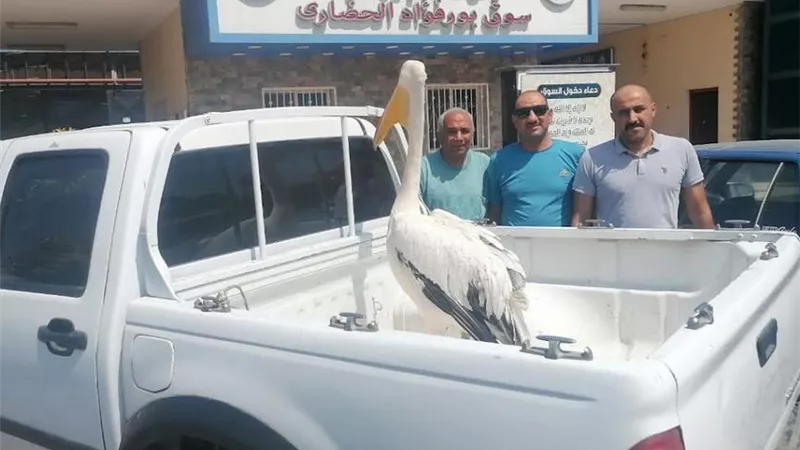 البيئة تنجح في إنقاذ طائر البجعة البيضاء الكبير
