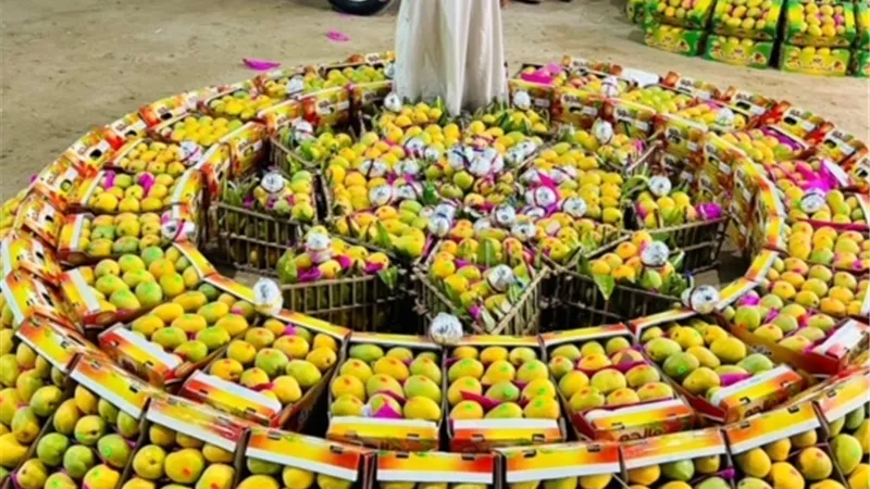 بشاير المانجو الاسماعيلاوى في الاسواق