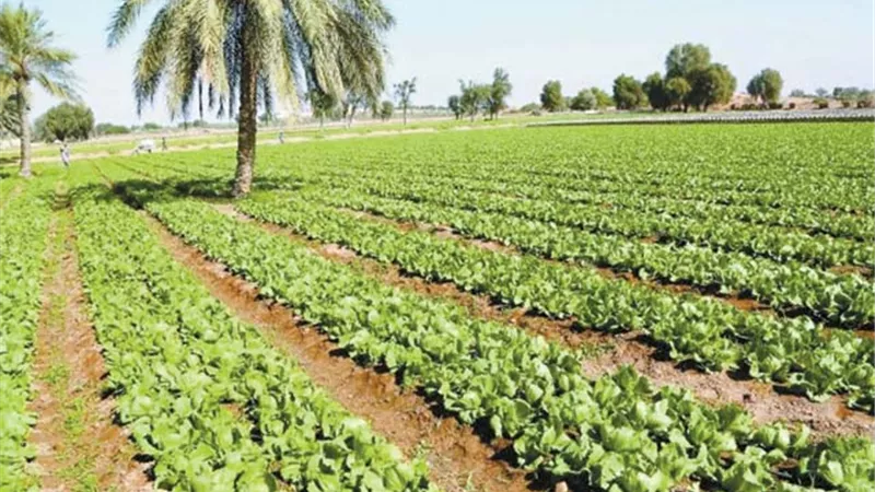 روشتة زراعية لحماية المحاصيل من الحرارة العالية
