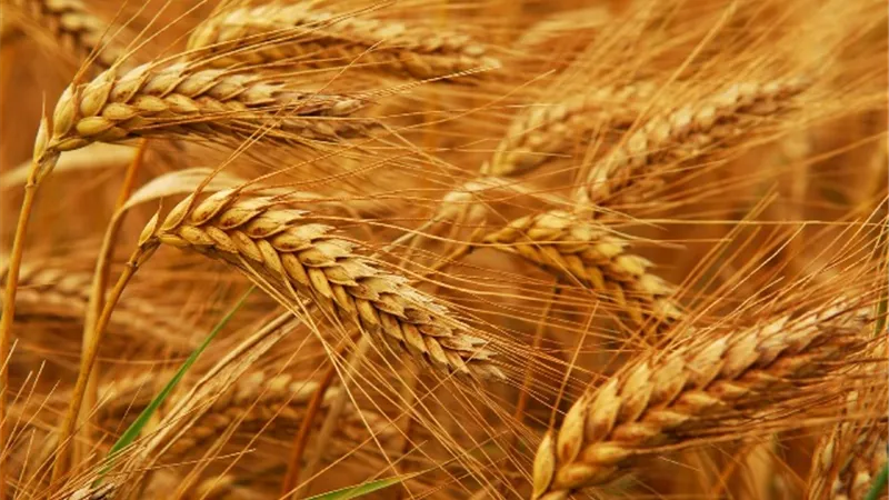 الزراعة التونسية: محصول البلاد من القمح تراجع هذا العام بـ60%