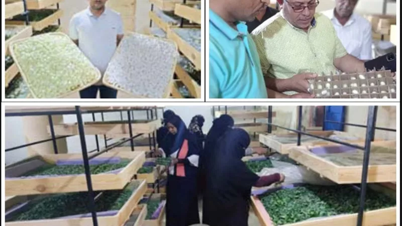 الوادى الجديد.. فتيات 