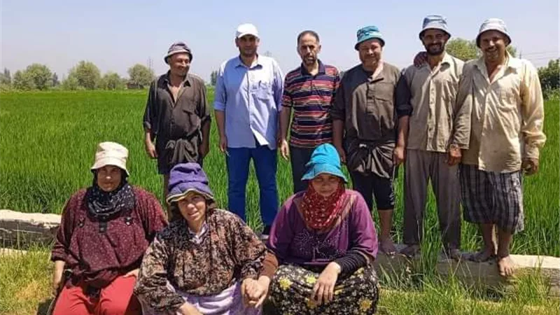 تنفيذالمدارس الحقلية للنهوض بمحصول الأرز وزيادة انتاجيته بالشرقية