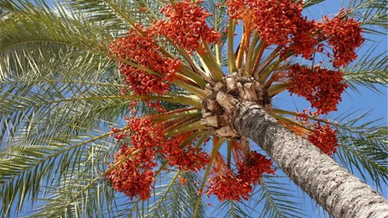 محصول بلح النخيل فى مزايدة علنية بمحافظة الأقصر