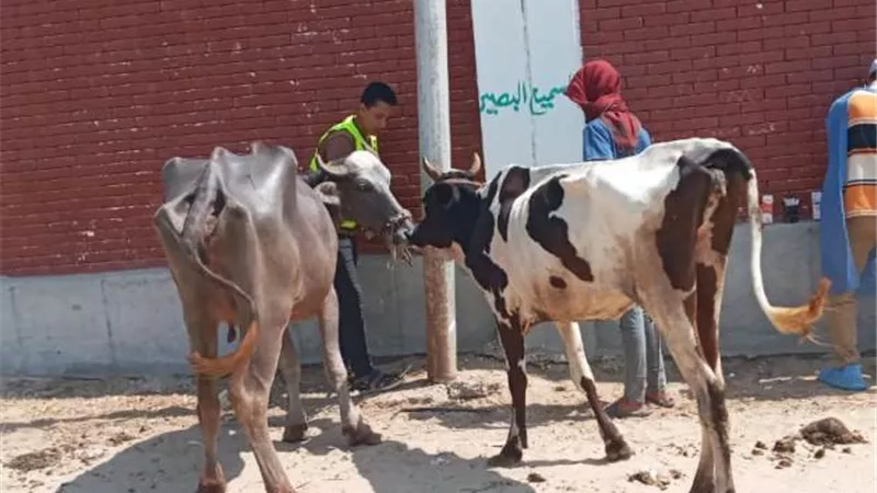 قافلة بيطرية بالمحسمة الجديدة في الإسماعيلية