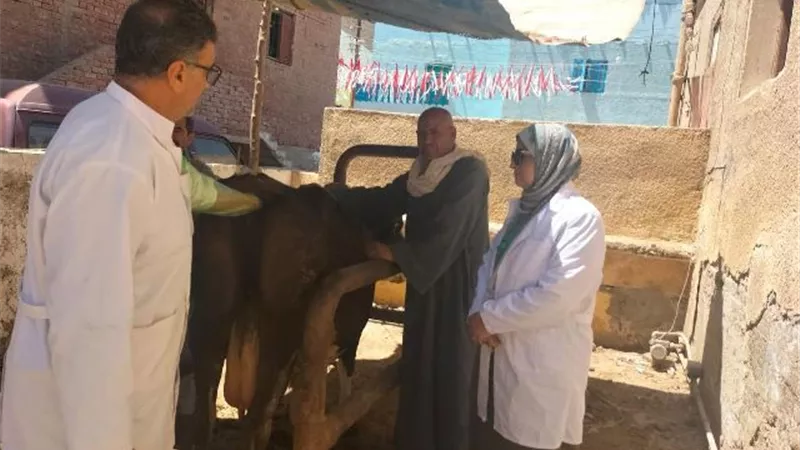 تحصين 47 ألف رأس ماشية ضد 