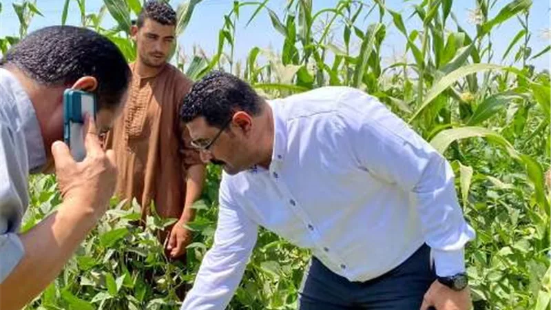 مدير زراعة المنيا يتابع حصر المحاصيل الصيفية