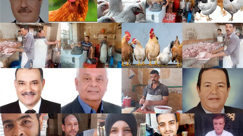 أسعار الفراخ.. في النازل