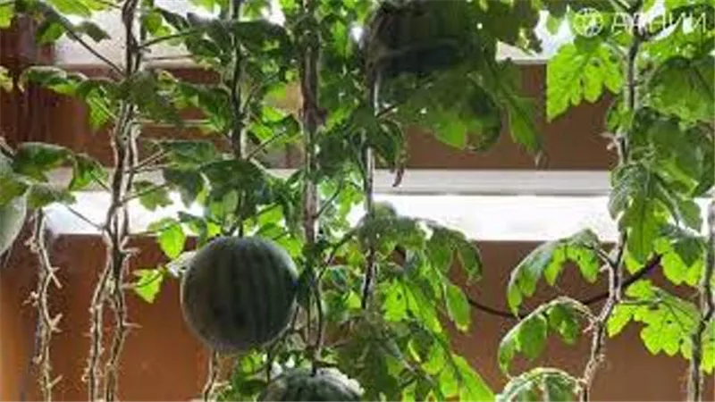 علماء روس يزرعون 