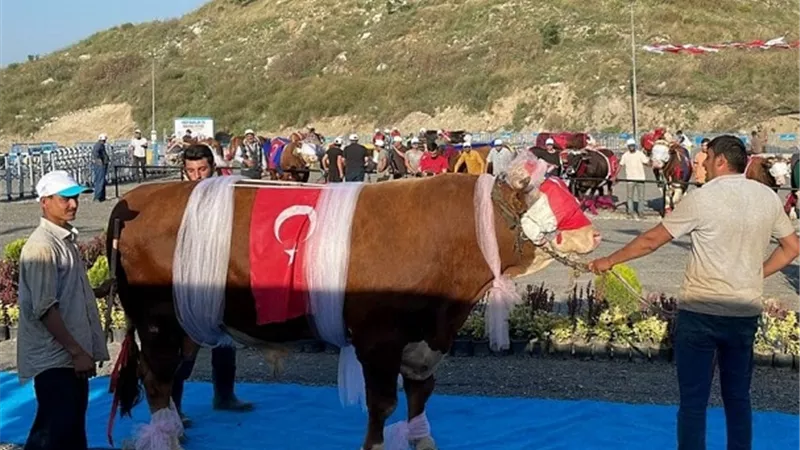 مسابقة لاختيار أجمل بقرة بتركيا