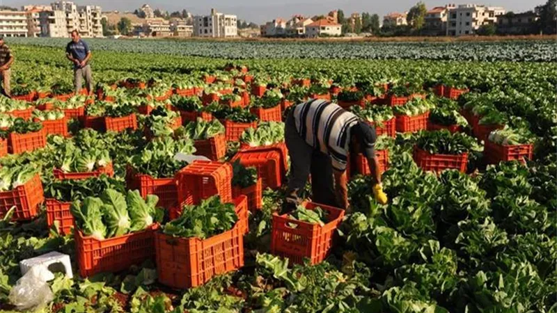 أستاذ اقتصاد زراعى: مصر تهدف لتقليل اعتمادها على العملة الدولارية الاستيرادية