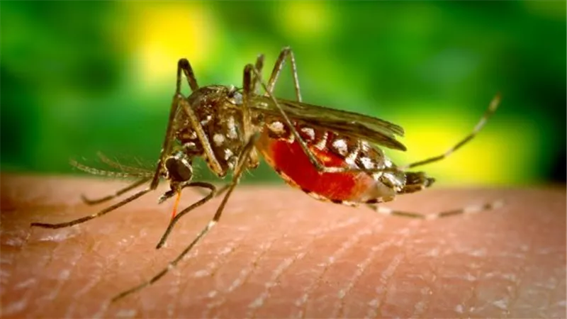 نصائح للحفاظ على منزلك خاليًا من البعوض