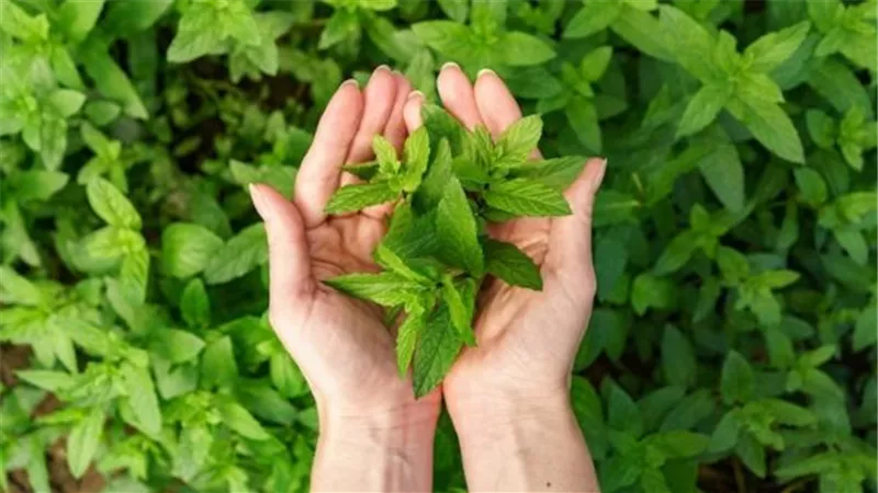 زيت النعناع مهديء طبيعى يساعد في علاج الصداع والغثيان