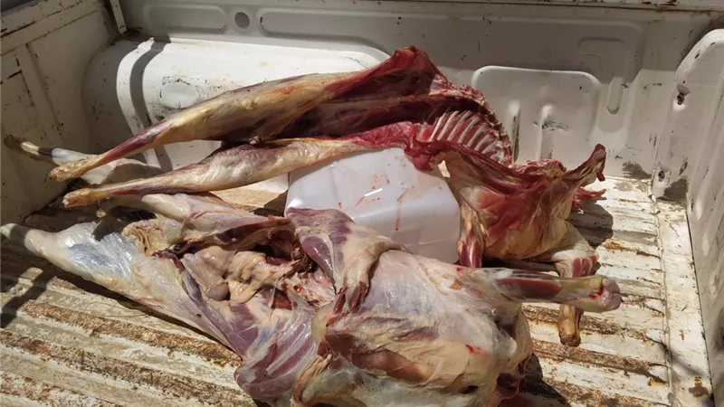 ضبط لحوم ضأن مذبوحة خارج المجازر و غير صالحة الادمي