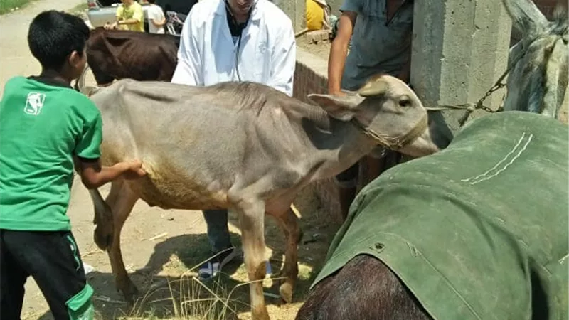 جامعة الزقازيق توجه قافلة بيطرية لقرية عزبه البوز
