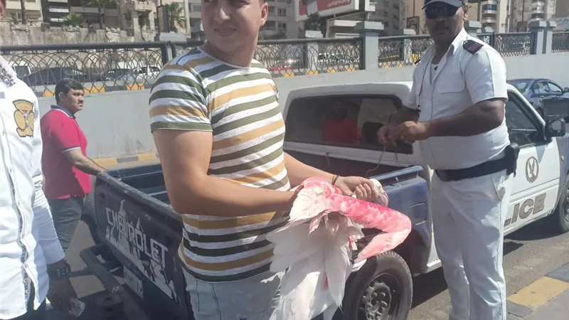 البيئة: ضبط طيور الفلامنجو بالإسكندرية وتسليمها لحديقة الحيوان