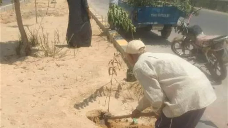 زراعة أشجار زينة ومثمرة بمركزي سمالوط ومطاي