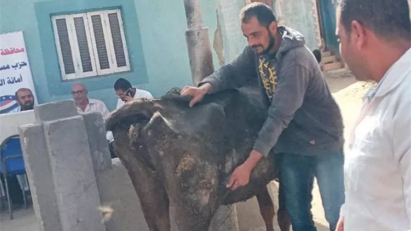 قافلة بيطرية بقرية الدواويس بالاسماعيلية