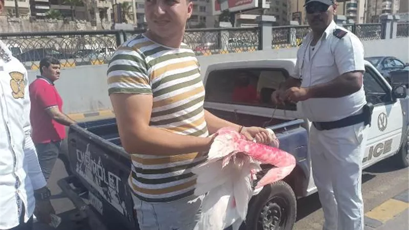 البيئة تضبط طيور الفلامنجو بأحد الكافتريات بالإسكندرية