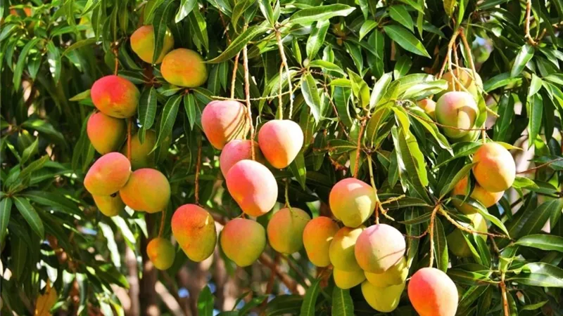 هل على المانجو زكاة؟! .. تعرف على الإجابة