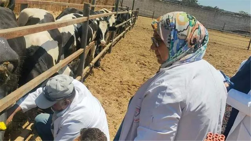 بيطري الشرقية يفحص٢٠٠٠ رأس ماشية ضد البروسيلا والسل