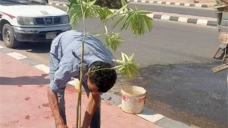 زراعة أشجار زينة ومثمرة بمراكز المنيا