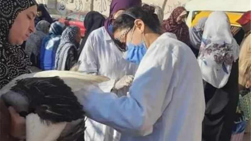 تحصين 154 ألف طائر ضد مرض أنفلونزا الطيور بالشرقية
