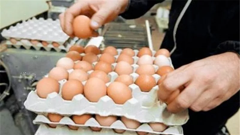 أسعار البيض اليوم الأربعاء 23 أغسطس 2023