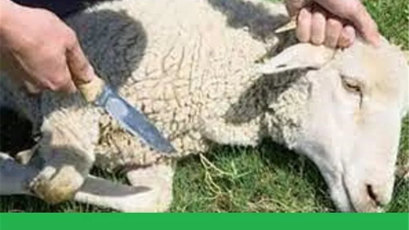 هذا حكم الاكل من الذبيحة اذا كانت تقرباً لله