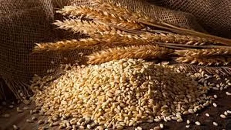 اتحاد الصناعات: طرح 923 ألف طن قمح في البورصة ساهم في ضبط الأسعار