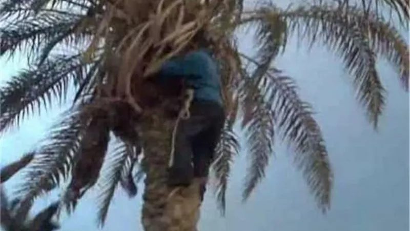 مصرع عامل اختل توازنه وسقط من أعلى نخلة فى أطفيح