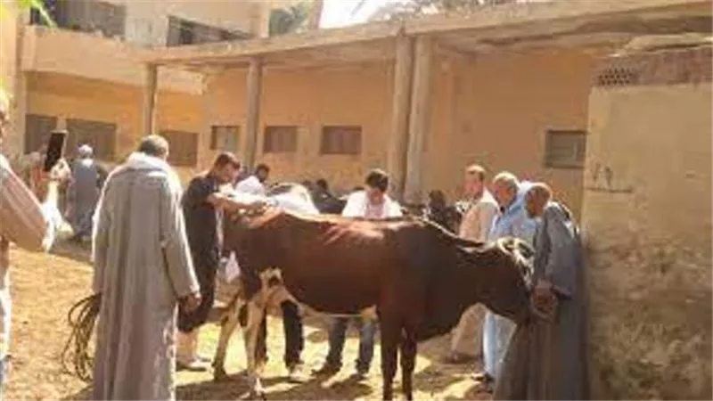 جامعة سوهاج تواصل قوافلها البيطرية لدار السلام