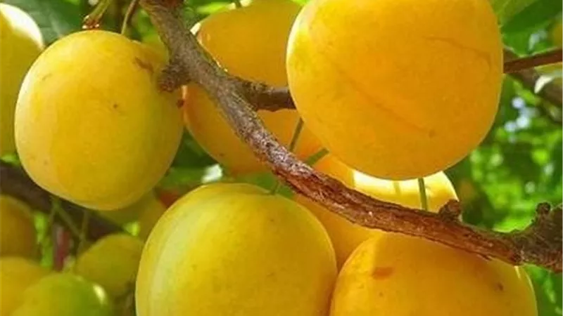 فوائد تناول الخوخ الاصفر على معدة فارغة