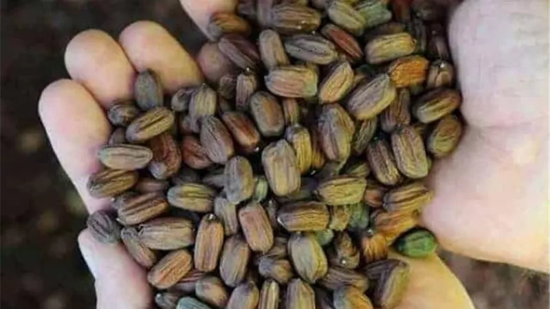 5 فوائد سجرية لبذور الجوجوبا