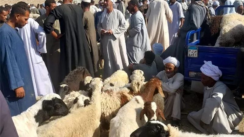 إحكام الرقابة البيطرية على أسواق الماشية بمحافظة الأقصر